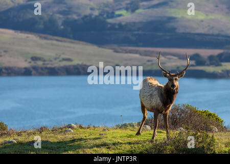 Ein junger Stier an den tule Tule elk Elk behält sich in Point Reyes National Seashore, Kalifornien. Stockfoto