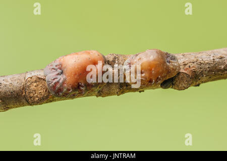 Reife weibliche Tuliptree Skalen (Toumeyella liriodendri), die mit einer Niederlassung eines Tuliptree (Liriodendron tulipifera). Stockfoto