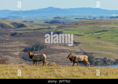 Zwei junge Stier tule Elche in Point Reyes National Seashore, caliornia Stockfoto