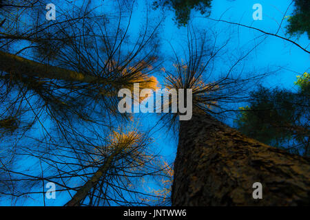 Blauer Himmel mit Baumkronen fangen die letzten Sonnenstrahlen. Stockfoto