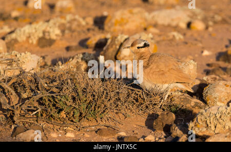 Cremefarbene Renner (Cursorius Cursor) auf Fuerteventura in der Halbwüste der Tindaya Ebenen fotografiert. Stockfoto