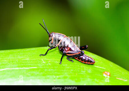 Costa Rica locust Schuß in Montverde Region. Stockfoto