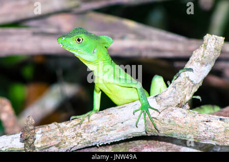 Plumed Basilisk/Grün Basilisk/Double crested Basilisk/(Basiliscus plumifrons), Weibliche auf einem Zweig (Costa Rica, Cahuita Nationalpark). Stockfoto