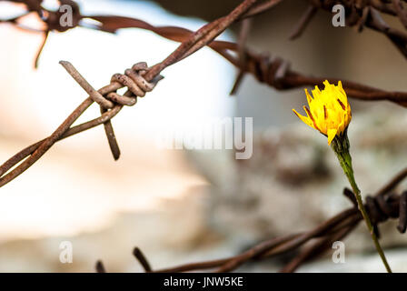 Zeigen Sie auf Blume vor Stacheldraht als Symbol der Freiheit an Stockfoto