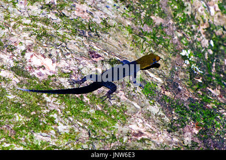 Unter der Leitung von gelb Gecko (Gonatodes Albogularis) Fütterung auf einem Baumstamm (Costa Rica, Manzanillo). Stockfoto