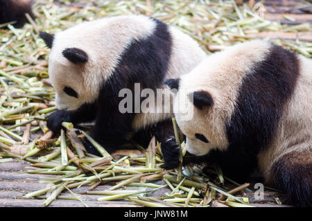 Blick auf riesige Pandas Essen Bambus von Chendu Stockfoto