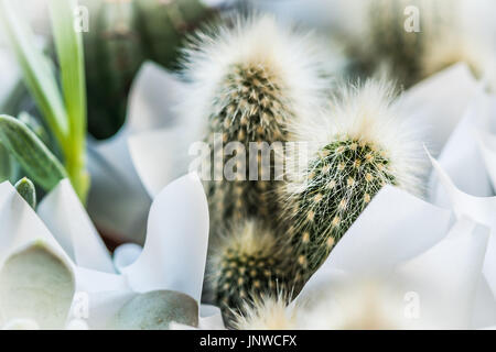 Schöne Miniatur Kaktus Sukkulenten Detailansicht. Stockfoto