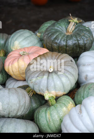 Erbstück Kürbisse Stockfoto