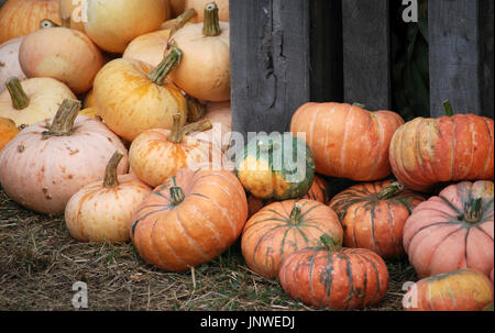 Herbst saisonal Kürbisse und Winter Erbstück Squash in den farmstand Stockfoto