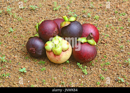 Haufen frisch geerntet reif lila Mangostan, Garcinia Mangostana, Früchte in Kerala, Indien Stockfoto