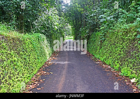 Ruhigen und schönen Morgen Szene von schmalen asphalt Straße durch Dichte Vegetation und begrenzt durch die rauhen Stein Begrenzungswände Rasen bedeckt Stockfoto