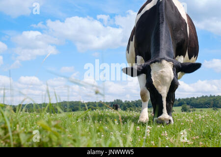 Schwarz / Weiß Kuh auf einer grünen Sommerwiese. Stockfoto