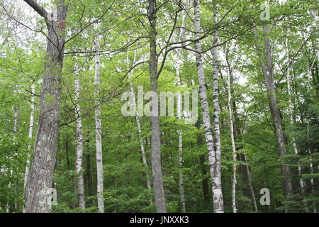 Hain von Birken im Wald Stockfoto