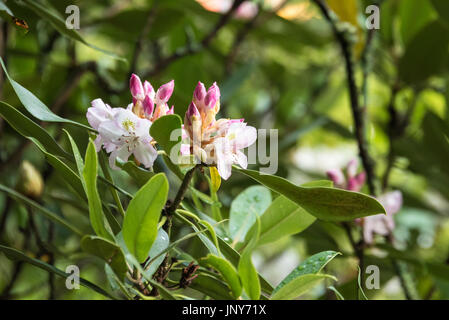 Blühende Rhododendren im Chattahoochee National Forest in den Blue Ridge Mountains des nordöstlichen Georgia/USA. Stockfoto