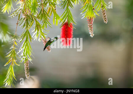 Asunción, Paraguay. 30. Juli, 2017. Eine Glitzernde-bellied Emerald (Chlorostilbon Lucidus) Hummingbird schweben im Flug, während feeds Nektar von Weinen bottlebrush (Melaleuca Viminalis) Blüte, ist während der sonnigen Tag in Asunción, Paraguay. © Andre M. Chang/ARDUOPRESS/Alamy leben Nachrichten Stockfoto