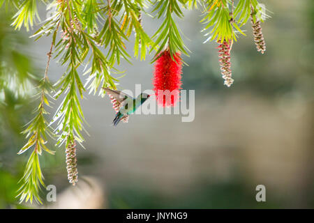 Asunción, Paraguay. 30. Juli, 2017. Eine Glitzernde-bellied Emerald (Chlorostilbon Lucidus) Hummingbird schweben im Flug, während feeds Nektar von Weinen bottlebrush (Melaleuca Viminalis) Blüte, ist während der sonnigen Tag in Asunción, Paraguay. © Andre M. Chang/ARDUOPRESS/Alamy leben Nachrichten Stockfoto