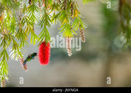 Asunción, Paraguay. 30. Juli, 2017. Eine Glitzernde-bellied Emerald (Chlorostilbon Lucidus) Hummingbird schweben im Flug, während feeds Nektar von Weinen bottlebrush (Melaleuca Viminalis) Blüte, ist während der sonnigen Tag in Asunción, Paraguay. © Andre M. Chang/ARDUOPRESS/Alamy leben Nachrichten Stockfoto