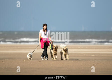 Southport, Merseyside, 23. Juli 2017. Großbritannien Wetter.   Ein schönen sonniger Start in den Tag über der Nordwestküste Englands als Hundebesitzer üben ihre geliebten Haustiere auf dem goldenen Sand von Southport Strand in Merseyside.  Ein unruhiger Tag von heavy Rain mit einigen Teils sonnig wird voraussichtlich dauern den ganzen Tag.  Bildnachweis: Cernan Elias/Alamy Live-Nachrichten Stockfoto