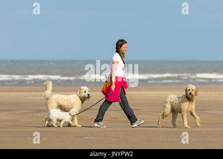 Southport, Merseyside, 23. Juli 2017. Großbritannien Wetter.   Ein schönen sonniger Start in den Tag über der Nordwestküste Englands als Hundebesitzer üben ihre geliebten Haustiere auf dem goldenen Sand von Southport Strand in Merseyside.  Ein unruhiger Tag von heavy Rain mit einigen Teils sonnig wird voraussichtlich dauern den ganzen Tag.  Bildnachweis: Cernan Elias/Alamy Live-Nachrichten Stockfoto