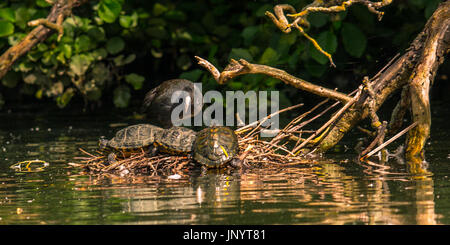 London, UK. 31. Juli 2017. Ein Wasserhuhn teilt eine alte Nest mit drei Sumpfschildkröten in der Sonne am See in Peckham Rye Park. Bildnachweis: David Rowe/Alamy Live-Nachrichten Stockfoto