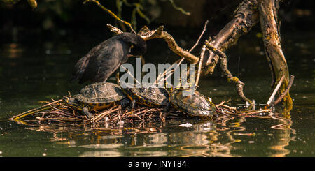 London, UK. 31. Juli 2017. Ein Wasserhuhn teilt eine alte Nest mit drei Sumpfschildkröten in der Sonne am See in Peckham Rye Park. Bildnachweis: David Rowe/Alamy Live-Nachrichten Stockfoto