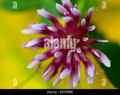 Charleston, OREGON, USA. 30. Juli 2017. Eine Wildblume wächst auf einem Wanderweg entlang der Küste von Oregon im Shore Acres State Park in der Nähe von Charleston. Bildnachweis: Robin Loznak/ZUMA Draht/Alamy Live-Nachrichten Stockfoto