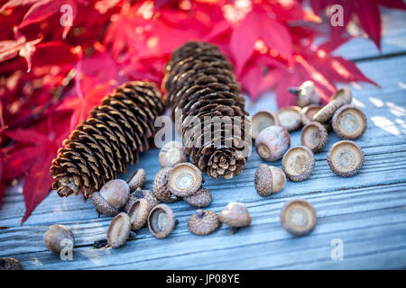 Braune Zapfen, Eicheln und bunten herbstlichen Blätter, selektiven Fokus Stockfoto