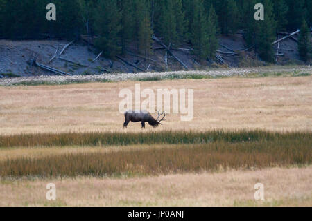 Stier Elch in Yellowstone Wiese weiden Stockfoto