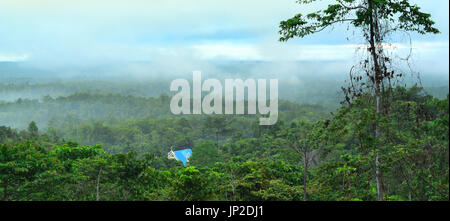 WEST-PAPUA LANDSCHAFT UND MENSCH UND GESELLSCHAFT Stockfoto