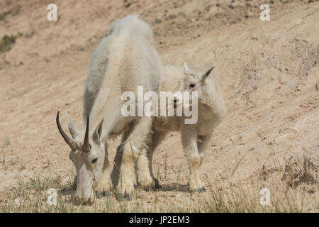 Bergziege Nannie und Kid (Oreamnos Americanus) in Jasper Nationalpark, Alberta, Kanada. Stockfoto