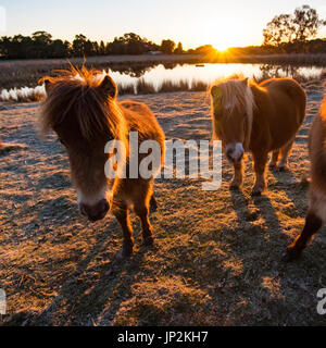 Miniatur Pferde auf einer Koppel in den frühen Morgenstunden auf einer australischen Farm. Stockfoto