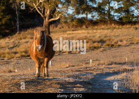 Ein Miniaturpferd in einem Paddock am frühen Morgen auf einer australischen Farm. Stockfoto