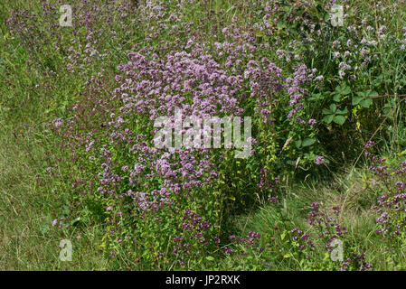 Majoran oder Oregano, Origanum Vulgare, Blüte im alten Kreide Downland Wiesen im Sommer, Berkshire, Juli Stockfoto