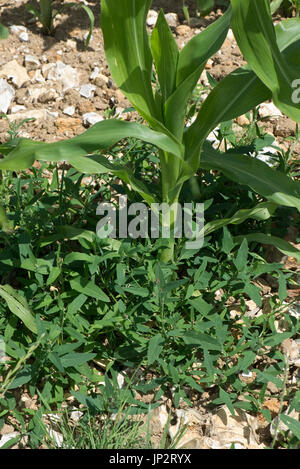 Gemeinsame oder sich ausbreitenden Basallappen, Atriplex Patula verbreiten auf der Basis der jungen wachsenden Mais oder Mais Ernte, Berkshire, Juli Stockfoto
