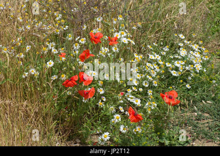 Klatschmohn, Papaver Rhoeas und geruchlos Mayweed Tripleurospermum Inodorum, Blüte rot und weiß in den Vedge ein Maisfeld, Berkshire, Juli Stockfoto