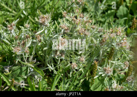 Marsh Cudweed, Gnaphalium Uliginosum, grau wolligen Pflanze Blüte auf einem trockenen Pfad auf Kreide Downland, Berkshire, Juli Stockfoto