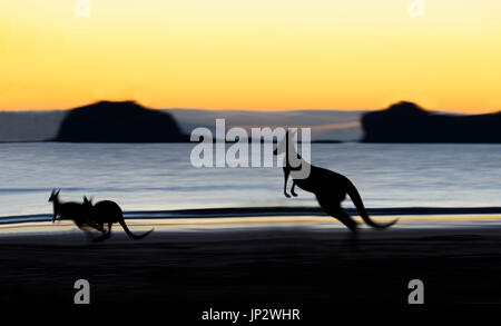Östliche graue Känguru (Macropus Giganteus) und Wallabies am Strand bei Sonnenaufgang, Cape Hillsborough, Queensland, Queensland, Australien Stockfoto