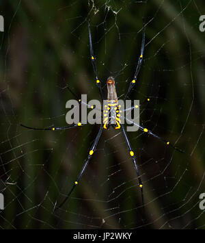 Ventrale Ansicht eines riesigen Golden Orb-Weaver (Nephila pilipes), sitzend auf seiner Web, Far North Queensland, FNQ, QLD, Australien Stockfoto