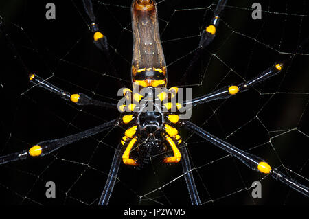 Ventrale Ansicht eines riesigen Golden Orb-Weaver (Nephila pilipes), sitzend auf seiner Web, Far North Queensland, FNQ, QLD, Australien Stockfoto