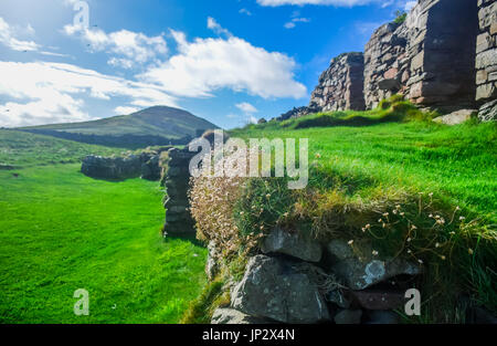 Kleine Blume wächst auf Stein durch grüne Gras in Peel Castle von Viking konstruiert umgeben, von der Insel Man Stockfoto