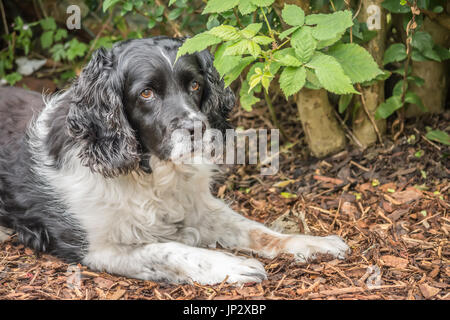 Englisch Springer Spaniel entspannend im Garten Stockfoto
