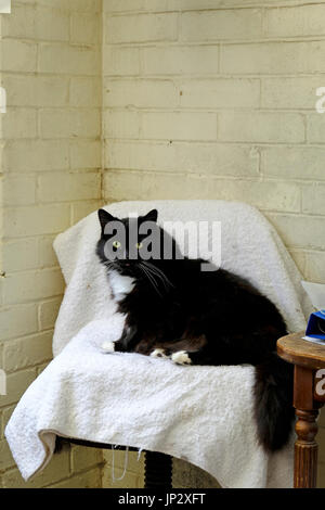 Große schwarze flauschige Katze sitzt auf einem Sitzplatz in einem britischen Animal Sanctuary Stockfoto