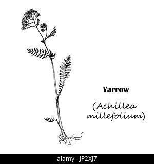 Achillea Millefolium Schafgarbe. Handgezeichnete Skizze botanische Illustration.  Medizinische Kräuter Stock Vektor