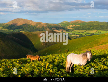 Abendlicht am wilden Ponys auf der Long Mynd, Shropshire. Stockfoto