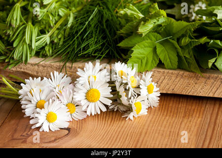 Gänseblümchen und andere essbaren Wildpflanzen wachsen im Frühling - Labkraut, Boden elder (Aegopodium Podagraria), wilden Schnittlauch, auf einem hölzernen Hintergrund Stockfoto