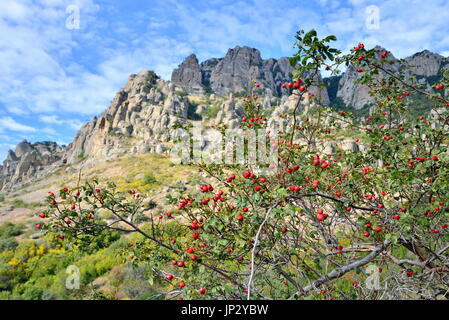 Wilde Rosen im Hintergrund der Rocky Mountains im Tal der Geister. Crimea Stockfoto