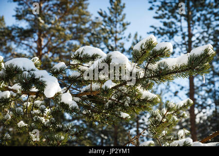 Schnee beladenen Zweige auf einer norwegischen Spruce Tree Stockfoto