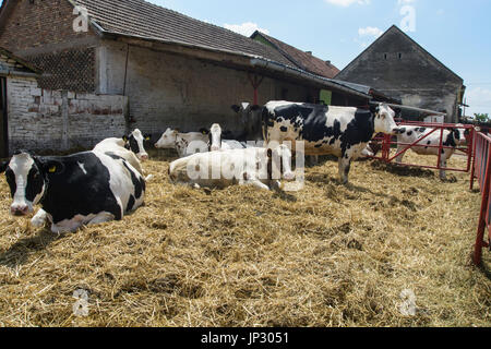 Kühe Ruhe und verbringen Sie ihren Tag in der Nachmittagssonne. Stockfoto