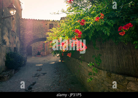 Blumen mit dem goldenen Sonnenuntergang in Peratallada hinterleuchtet. Es ist eine malerische mittelalterliche Altstadt im Herzen der Costa Brava, Katalonien, Spanien. Stockfoto