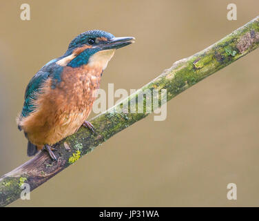 Young-Kingfisher thront auf einem Ast, neu flügge Stockfoto